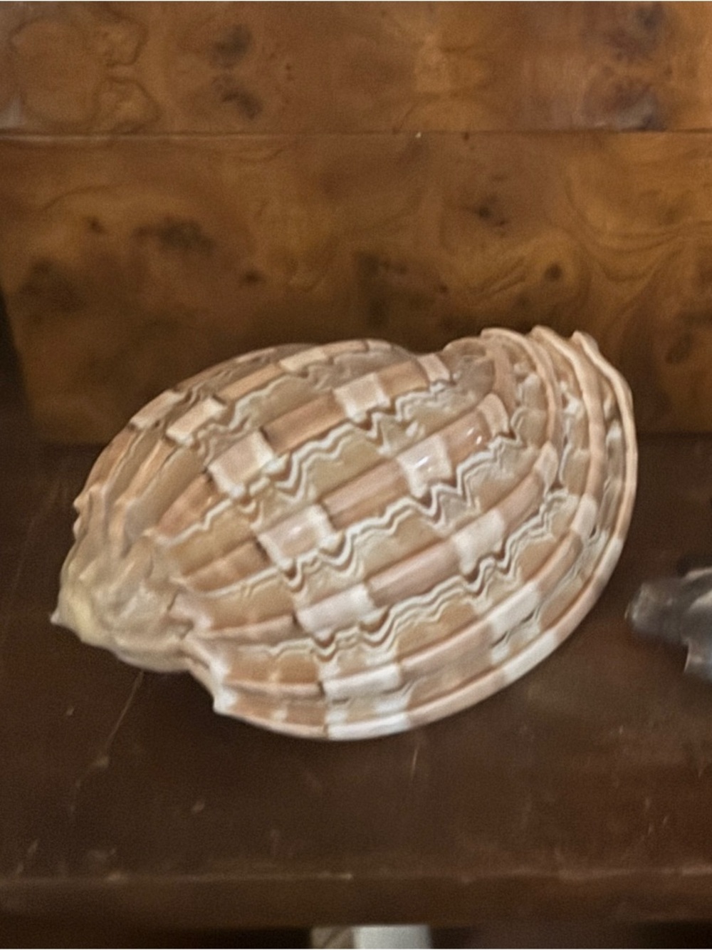 Decorative Seashell Accent in Natural Cream and Tan